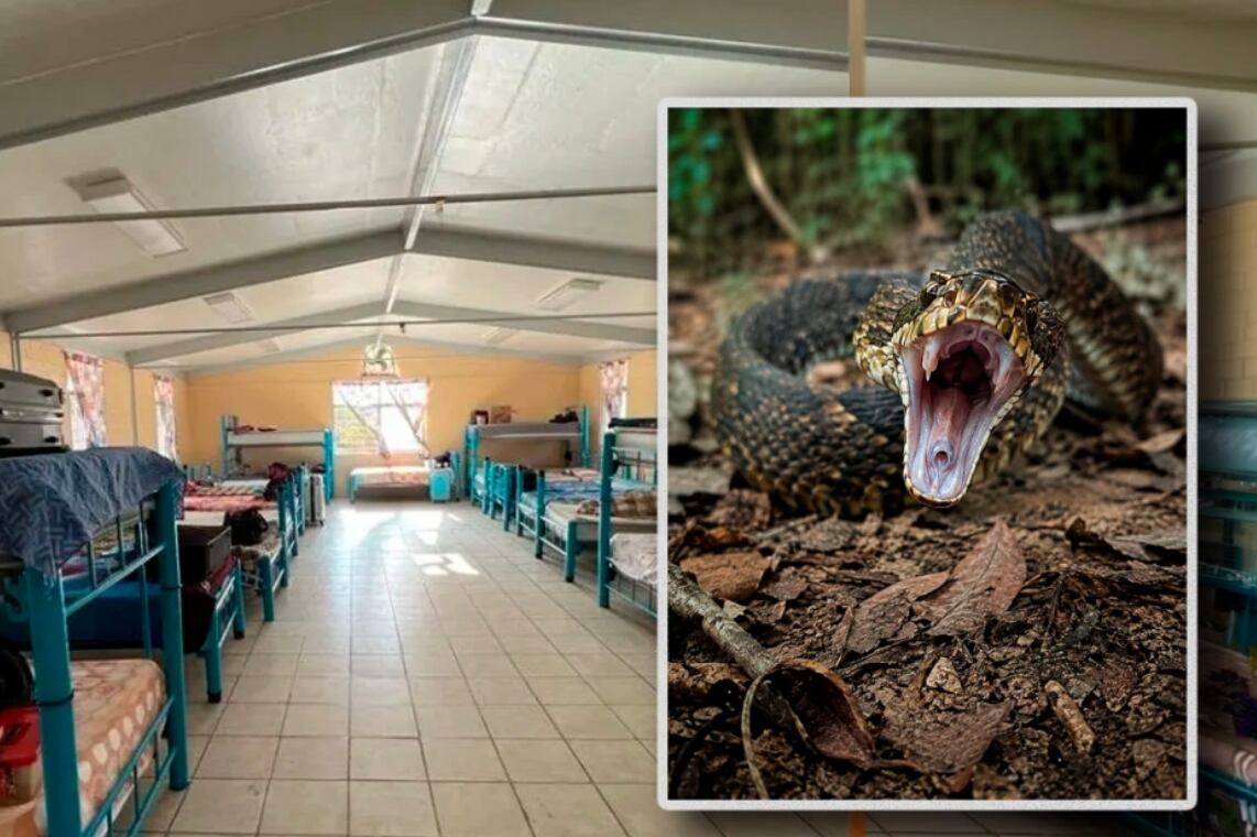 Serpiente venenosa entra a internado en India y mata a tres alumnas mientras dormían