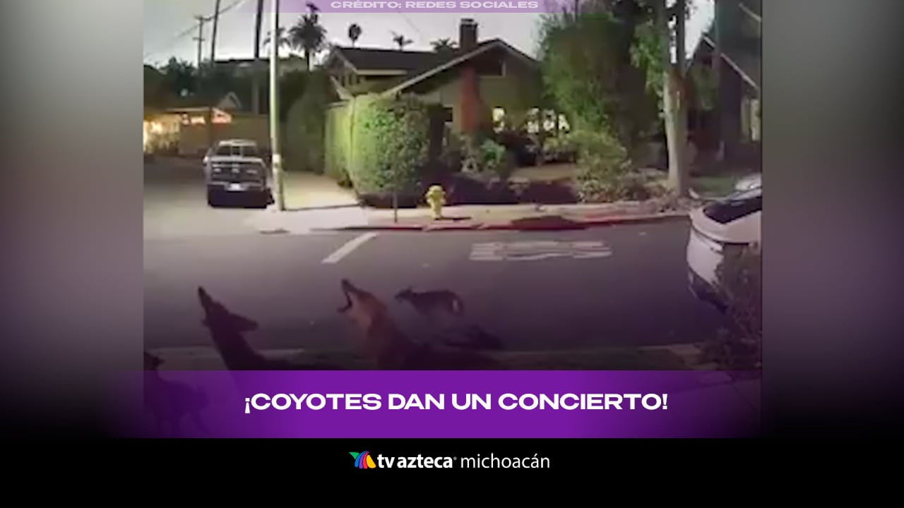 Una serenata aterradora: manada de coyotes aúlla frente a una casa
