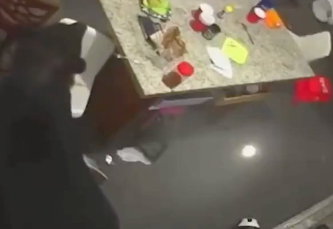 ¡De película! Oso entra a una casa y hiere a hombre que intentó ahuyentarlo