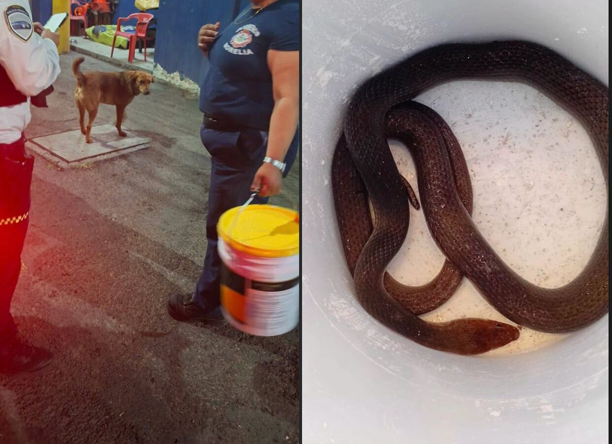 Serpiente entra a taller mecánico en Morelia; dueño la resguarda en una cubeta