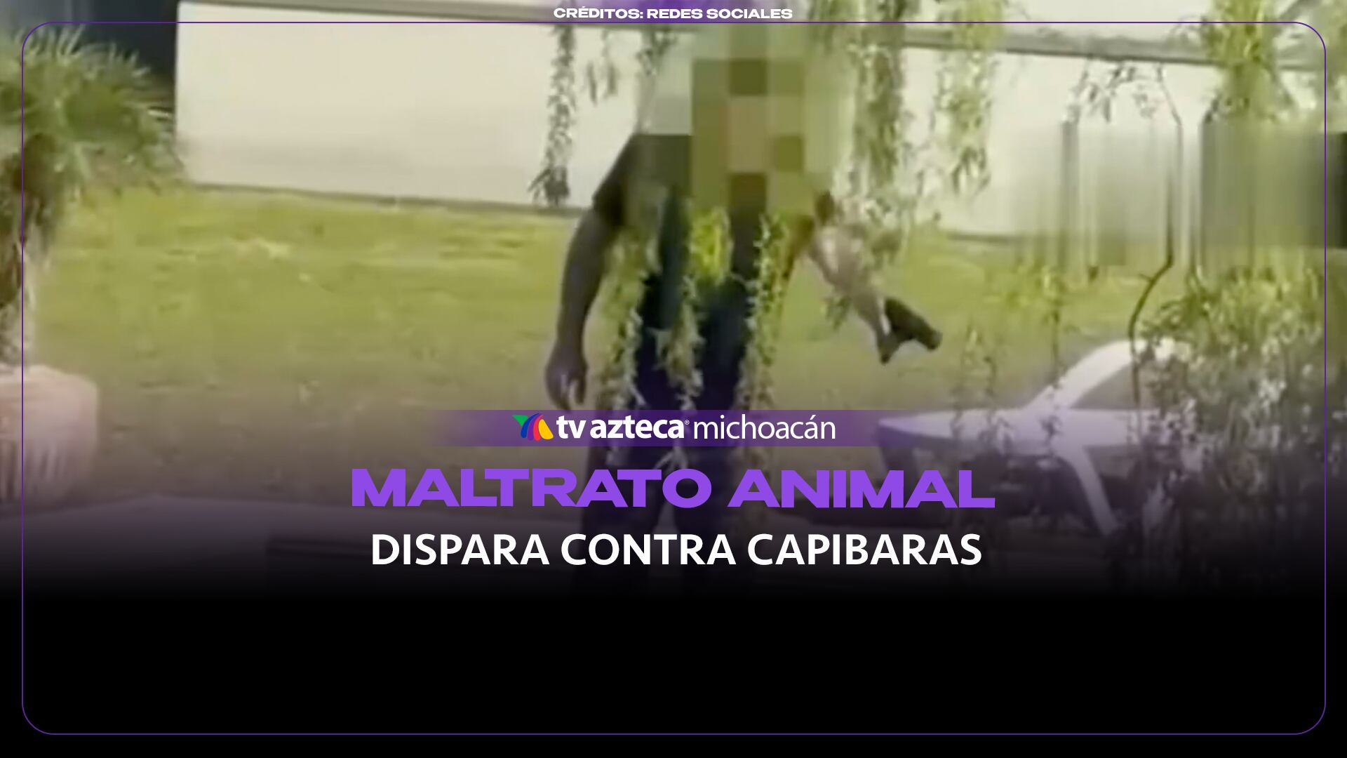 #VIDEO: Detienen a hombre por disparar a capibaras en el patio de su casa.