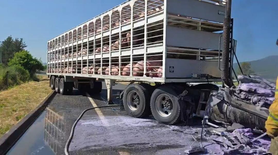 Incendian tráiler con puerquitos durante bloqueos en Michoacán; los animales quedaron atrapados