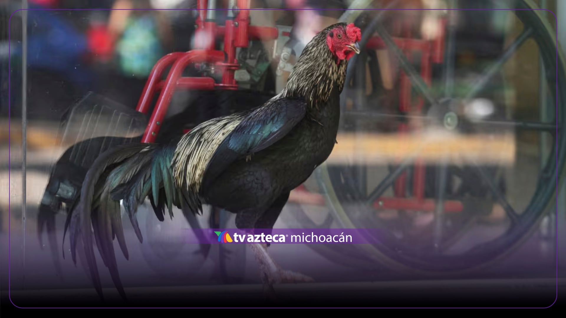 Martín, el gallo que lleva ocho años esperando a su dueño frente a un hospital