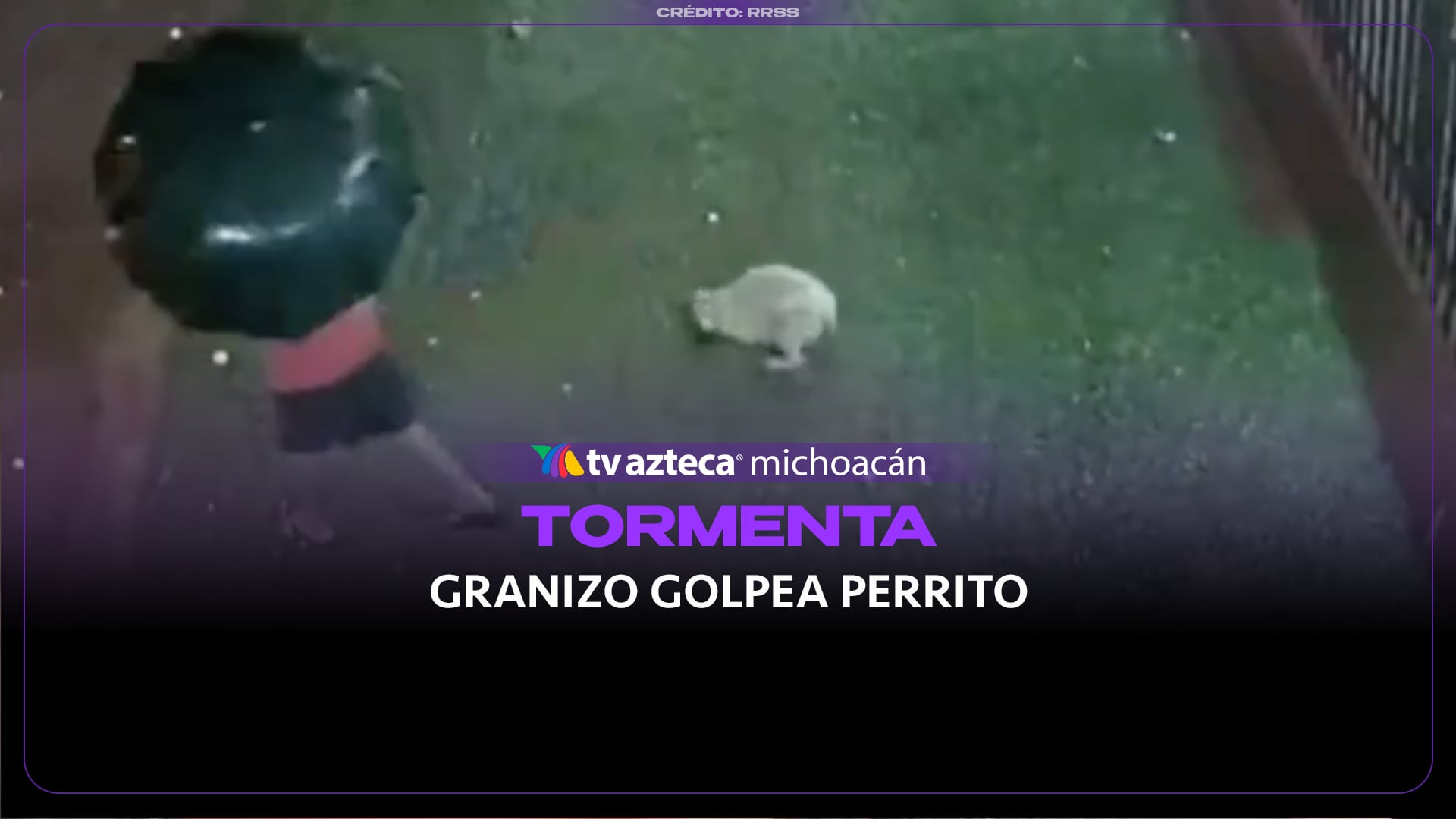 #VIDEO: Perrito es alcanzado por enorme granizo durante tormenta
