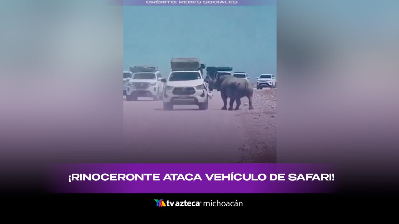Rinoceronte cambia de comportamiento y ataca vehículo de safari