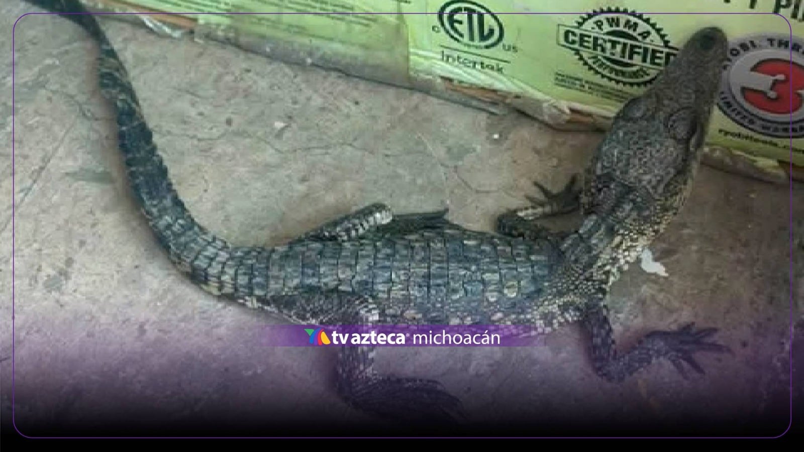 Localizan cría de cocodrilo dentro de un domicilio en Tarímbaro, Michoacán
