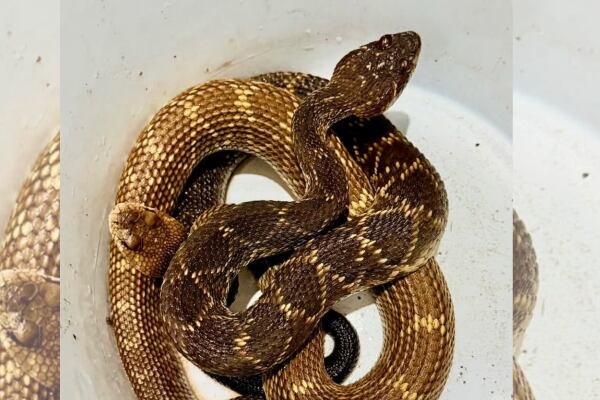 ¡Alerta en Morelia! Dos serpientes de cascabel aparecen en el jardín de una casa