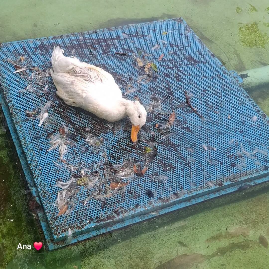 Piden ayuda para rescatar a pata en la pila de patos del Bosque Cuauhtémoc