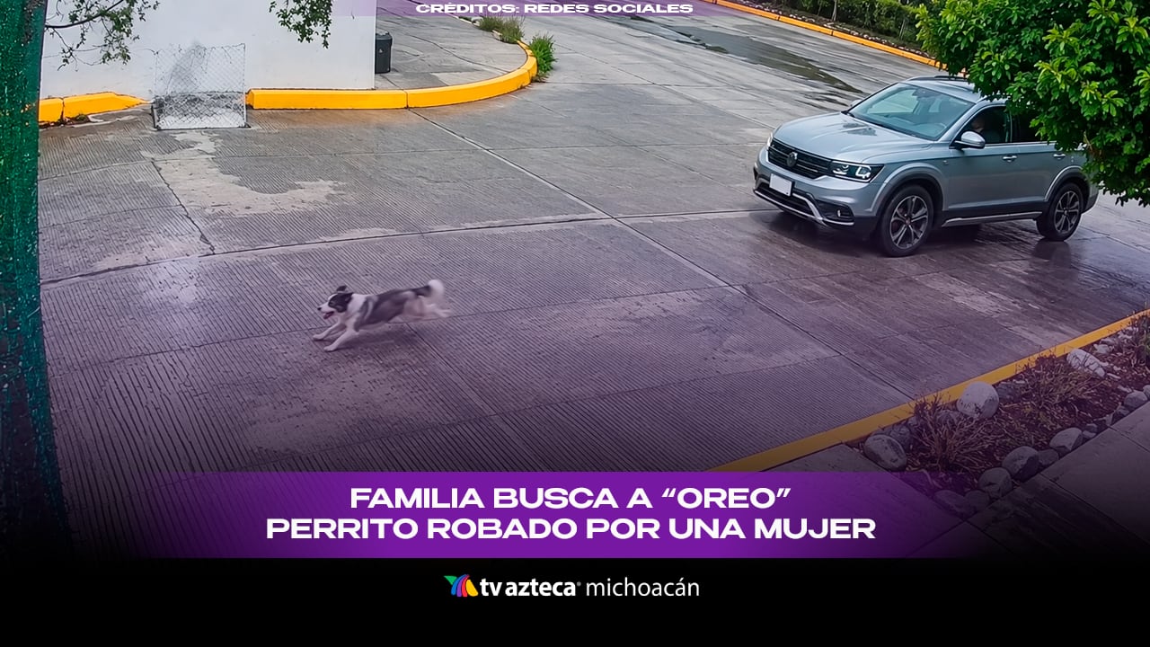 #VIDEO: Graban a mujer llevándose a un perrito, su familia pide ayuda para encontrarlo.