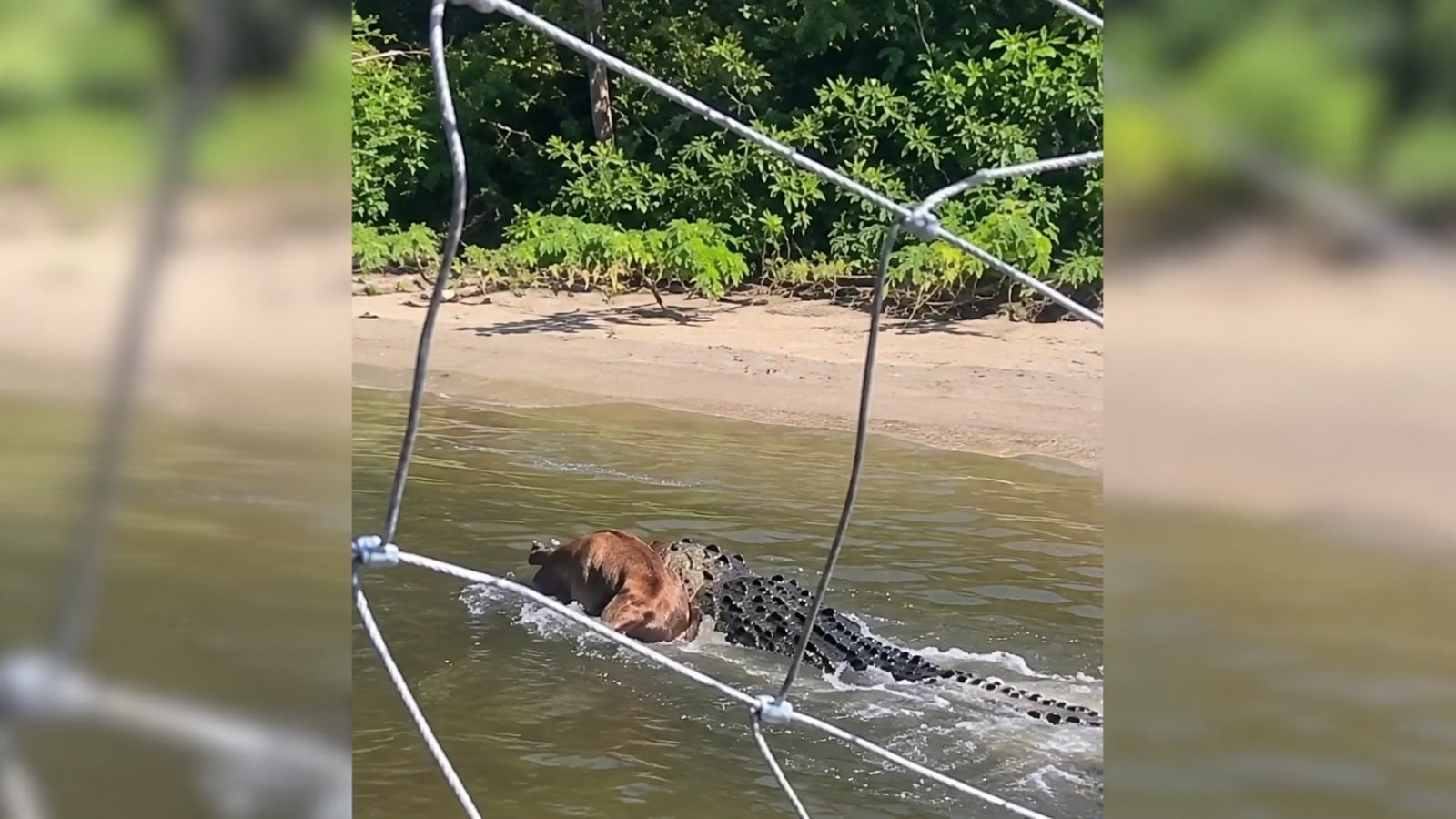 ¡Imágenes sensibles! Cocodrilo atrapa a un perro y lo lleva hacia los manglares