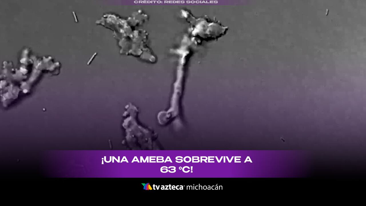 Descubren “ameba de fuego” que rompe el récord de temperatura para la vida compleja