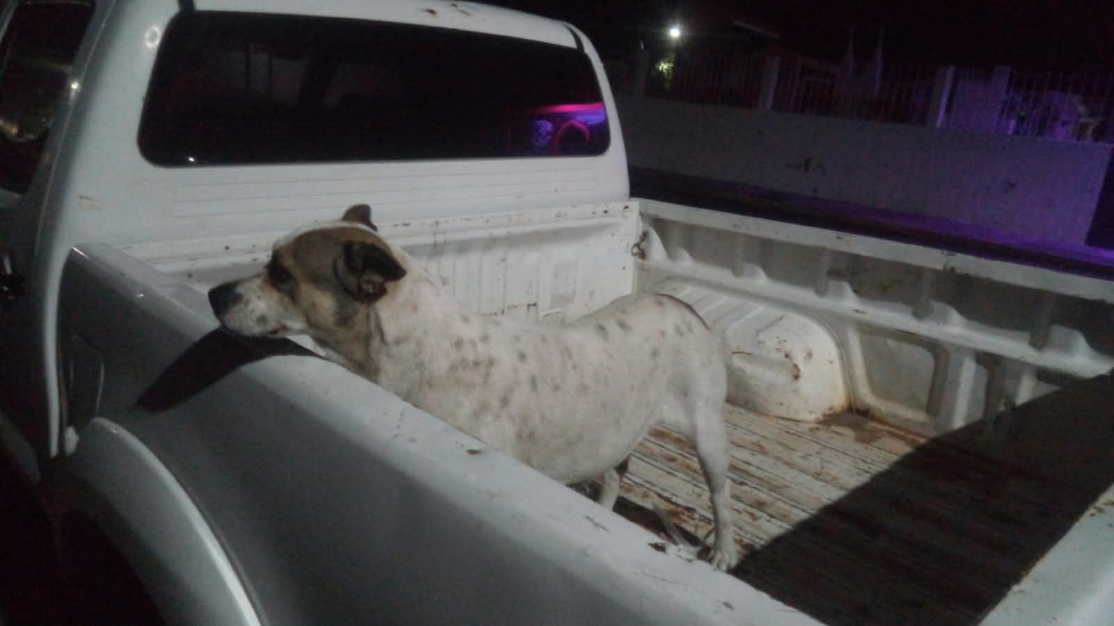 Buscan a hombre que arrojó presunta agua hirviendo a dos perritos en Tanhuato, Michoacán
