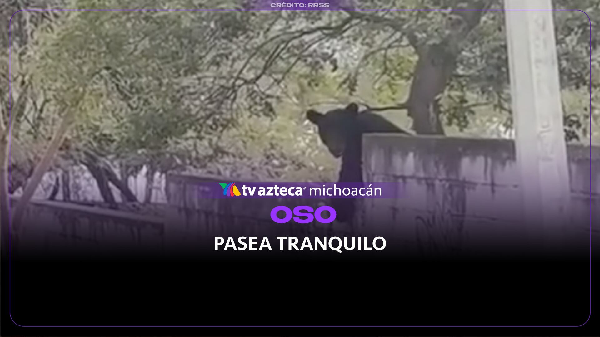 Oso negro es captado caminando tranquilamente por una calle y sorprende a vecinos