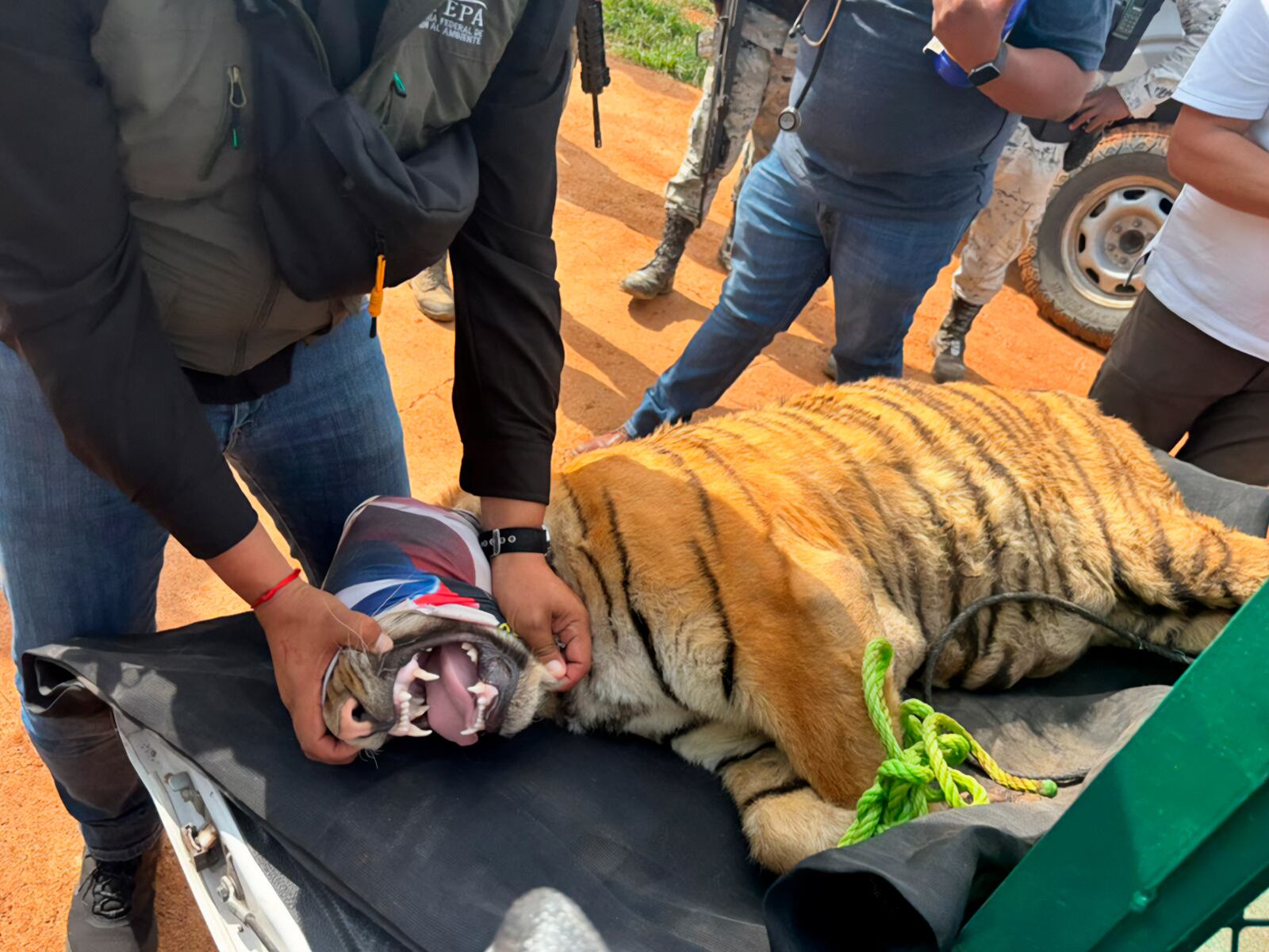 Hallan dos tigres de Bengala en Michoacán