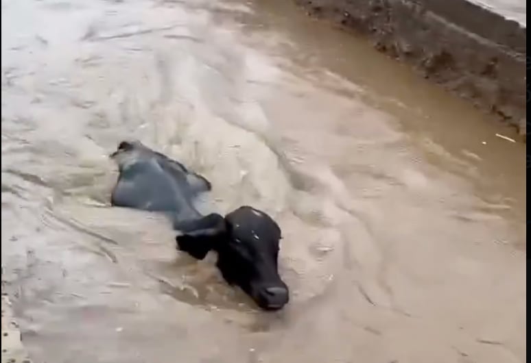 Zona rural afectada por fuertes lluvias; ganado inundado