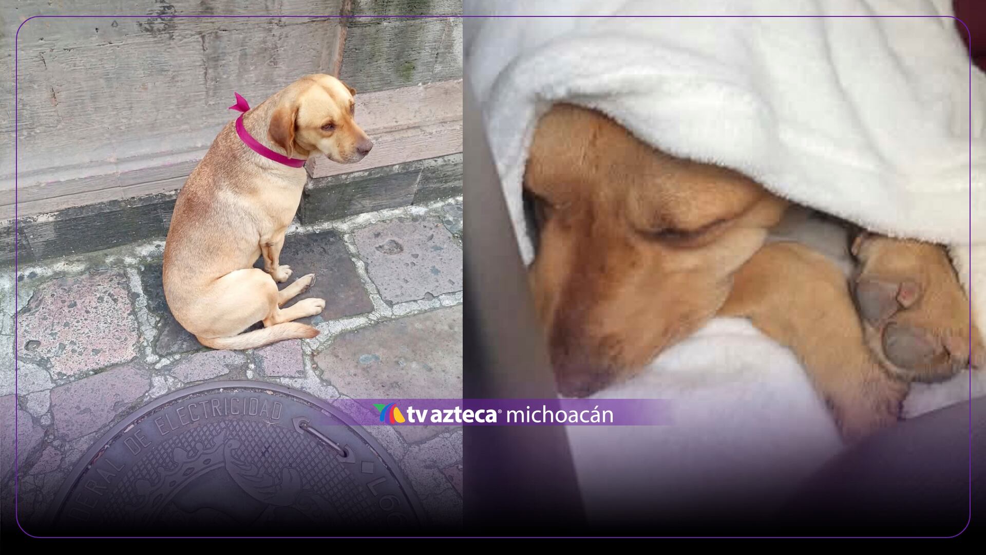 Camila, la perrita viral de la alfombra roja de Morelia, necesita ayuda para una cirugía urgente