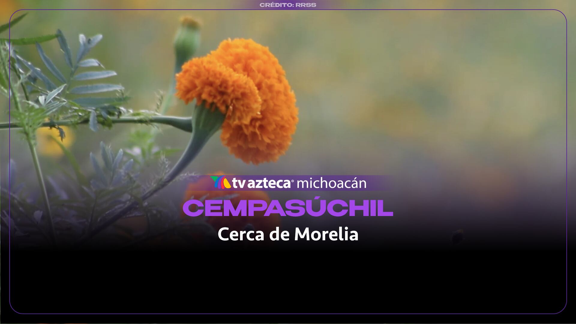 VIDEO: Campos de cempasúchil cerca de Morelia, habrá recorridos y fotografías por Día de Muertos