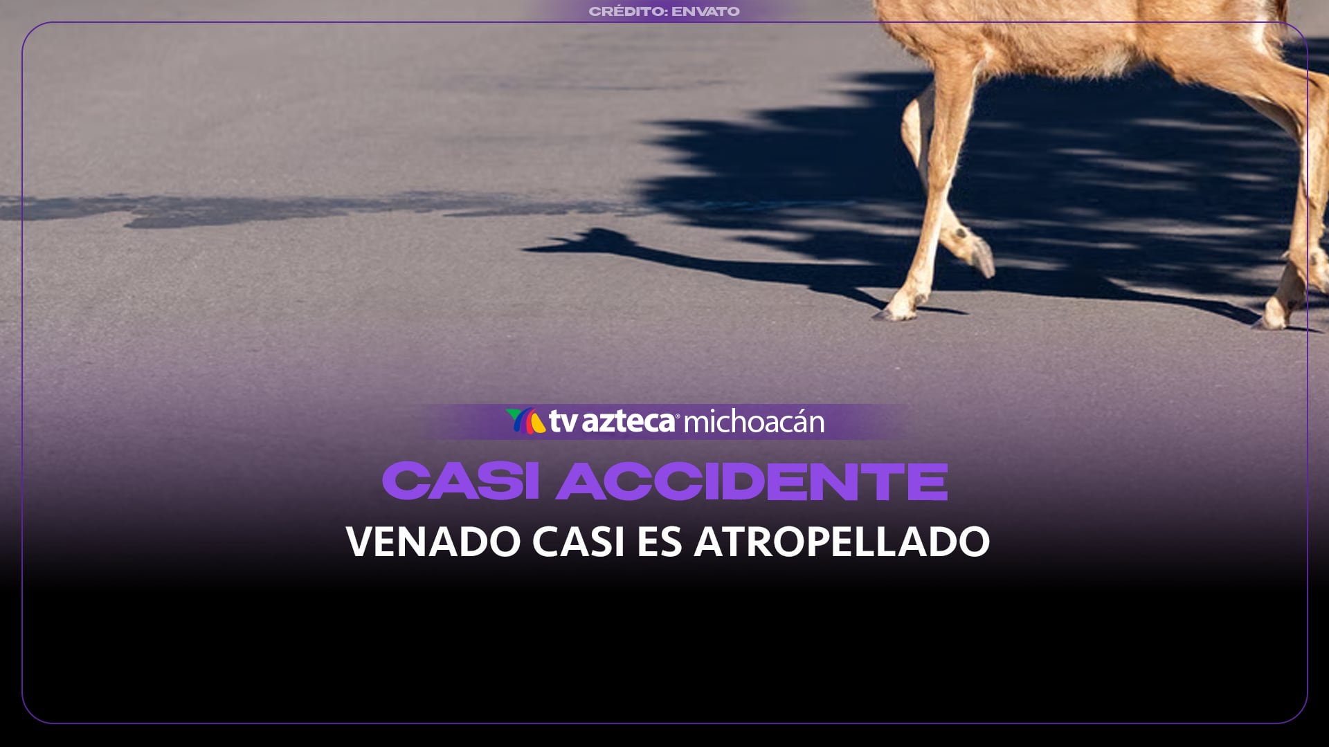 Venado casi es atropellado | Video