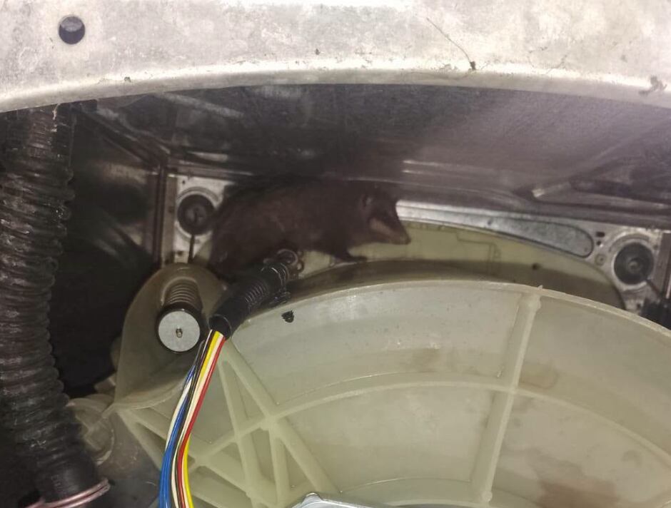 ¡De la lavadora a la libertad! Rescatan a tlacuache atrapado en una vivienda en Michoacán