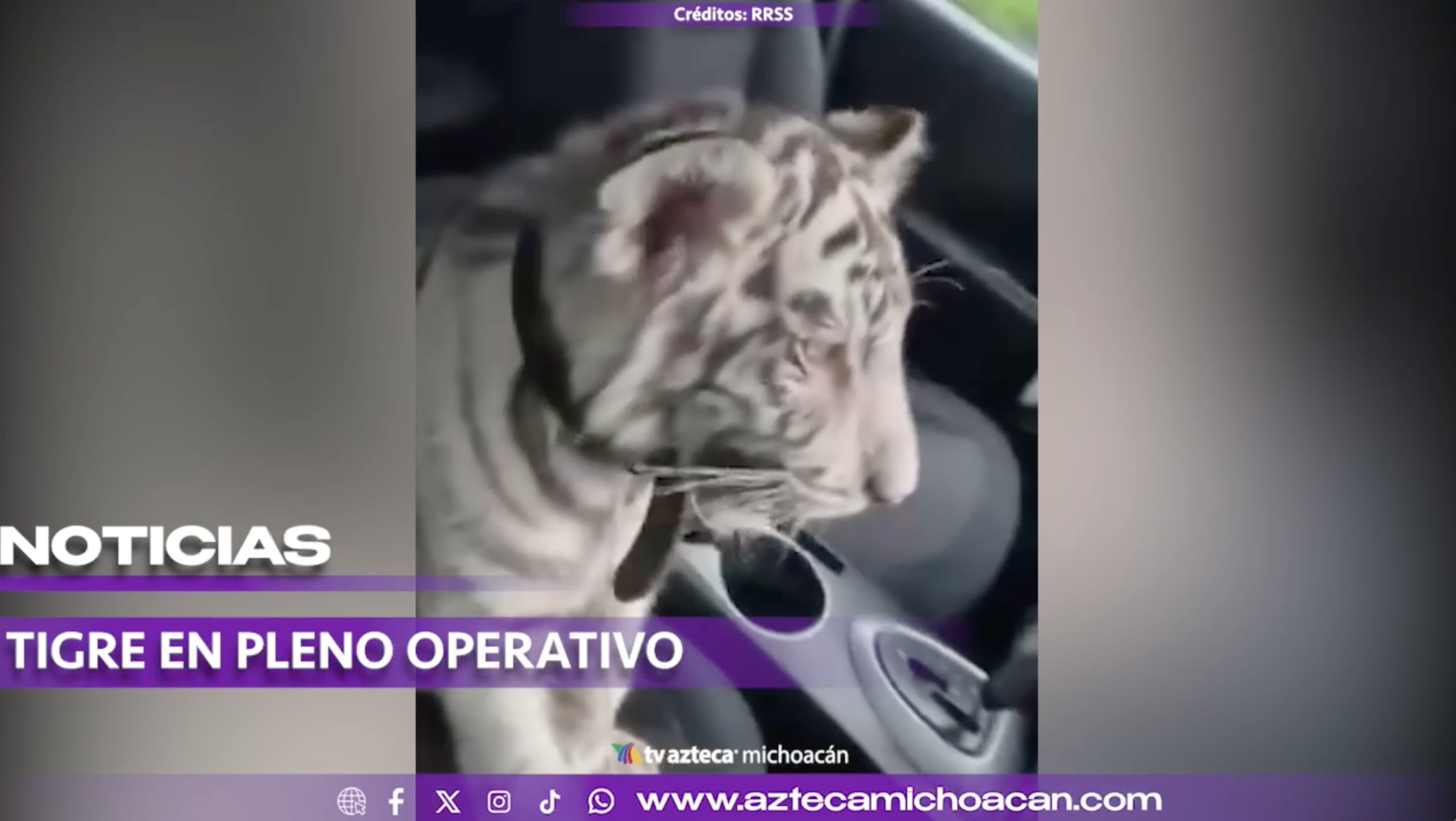 #VIDEO: ¡Tigre blanco en Iztapalapa! Detienen a hombre que trasladaba a la cría