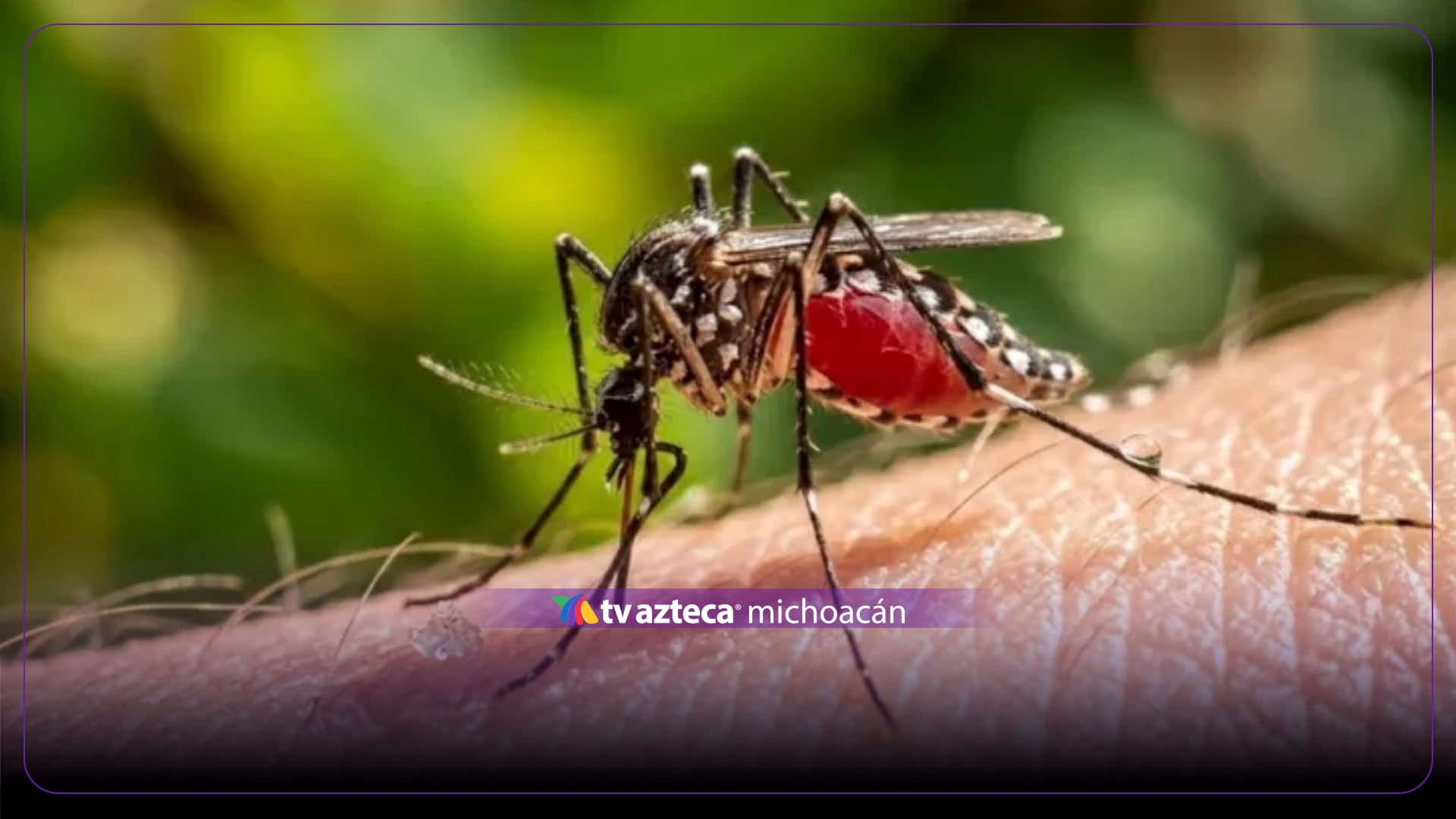 Muere la primera persona infectada con el virus Shamonda