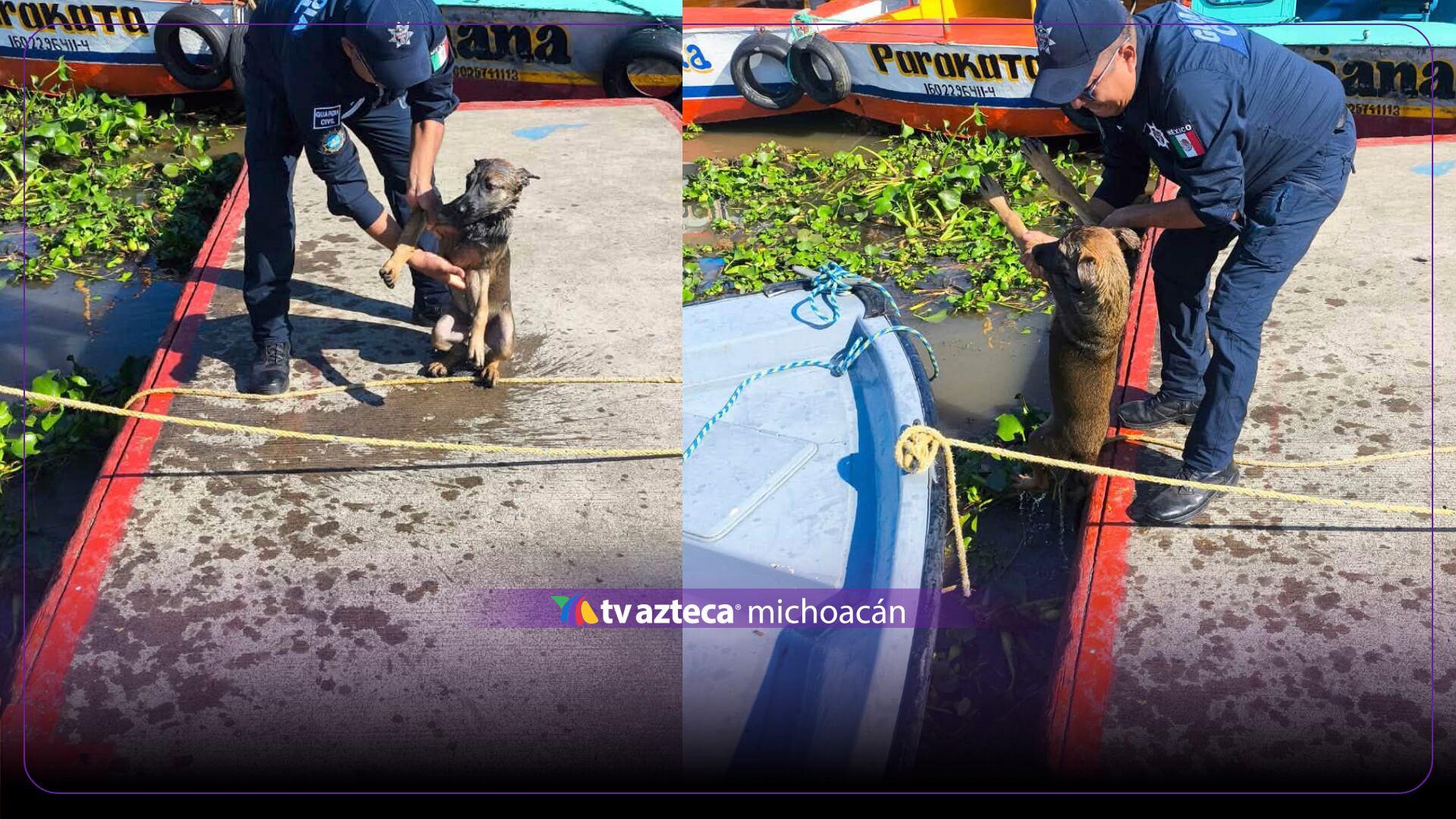 Cachorro queda atrapado en el Lago de Pátzcuaro