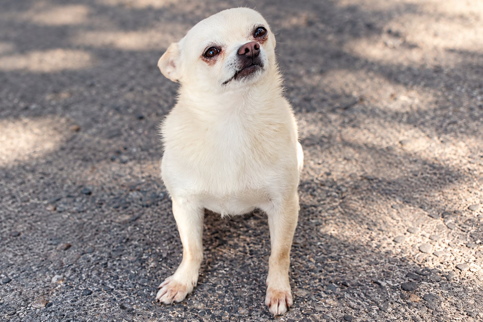 Buscan a Ricky, perrito extraviado en Morelia