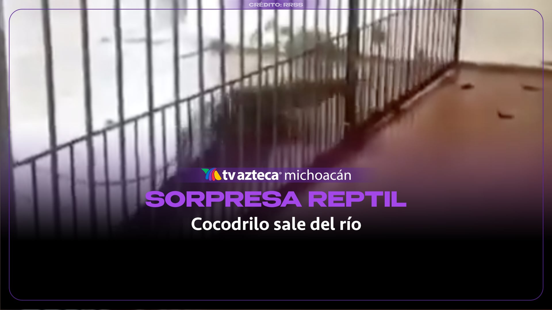 #VIDEO: Cocodrilo sorprende a habitantes; habría salido del río por las lluvias