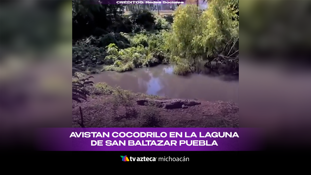 #VIDEO: Visitantes observan a cocodrilo en orilla de Laguna de San Baltazar.