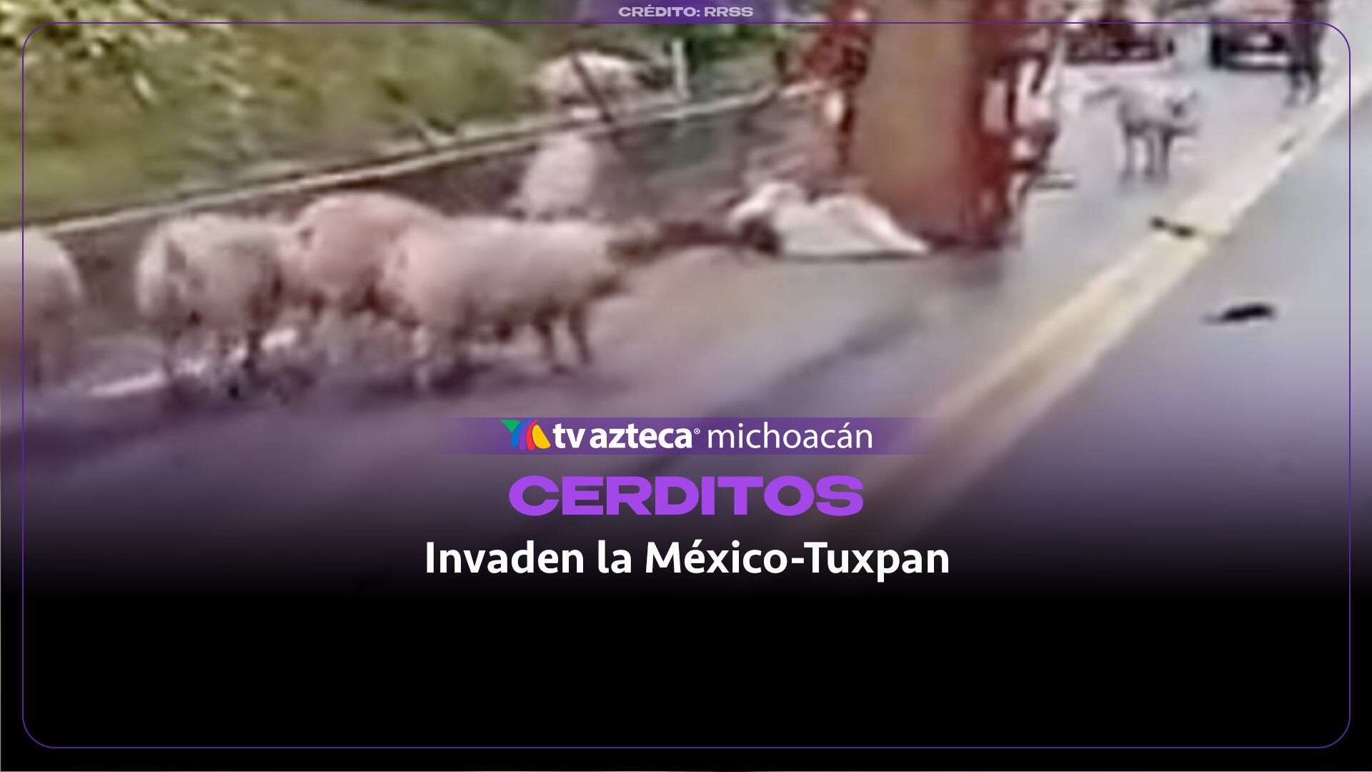 Cerdos quedan sueltos en la autopista México-Tuxpan tras desprenderse caja de carga