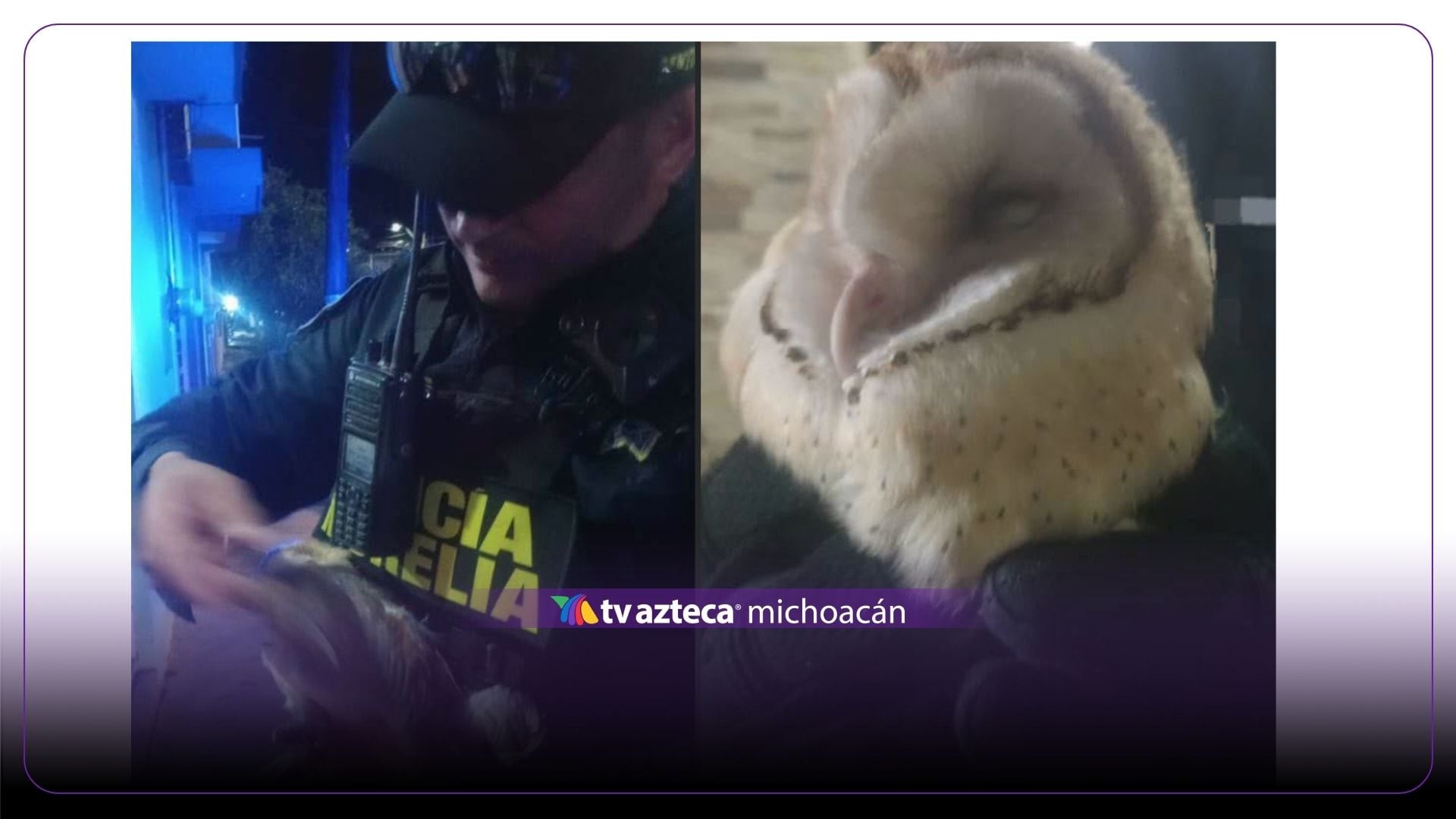 Rescatan a lechuza que no podía volar en Morelia 