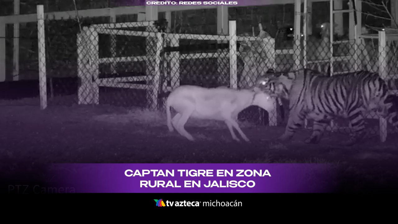 #VIDEO: Enorme tigre deambula suelto en zona rural de La Barca Jalisco.