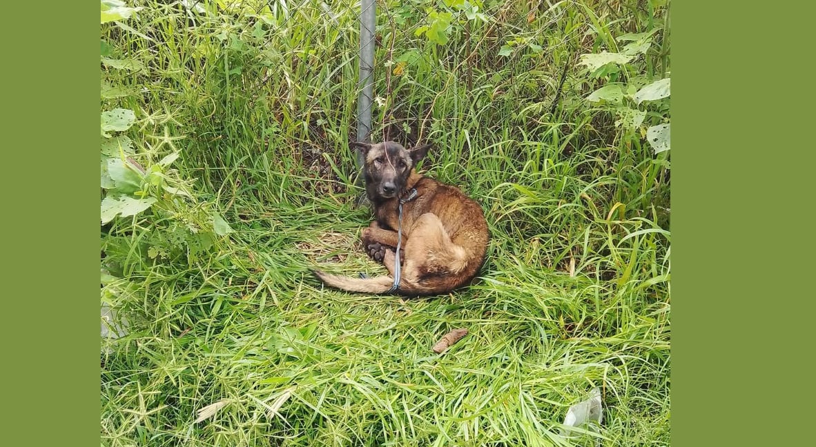 Piden ayuda para rescatar a perrito que fue dejado amarrado en Morelia
