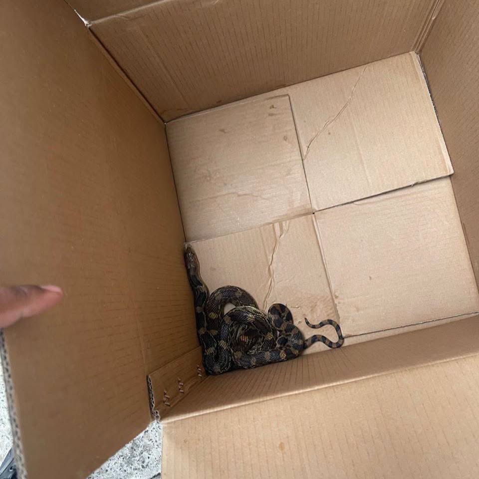 ¿Por qué están apareciendo más víboras en Morelia? Encontraron otra serpiente