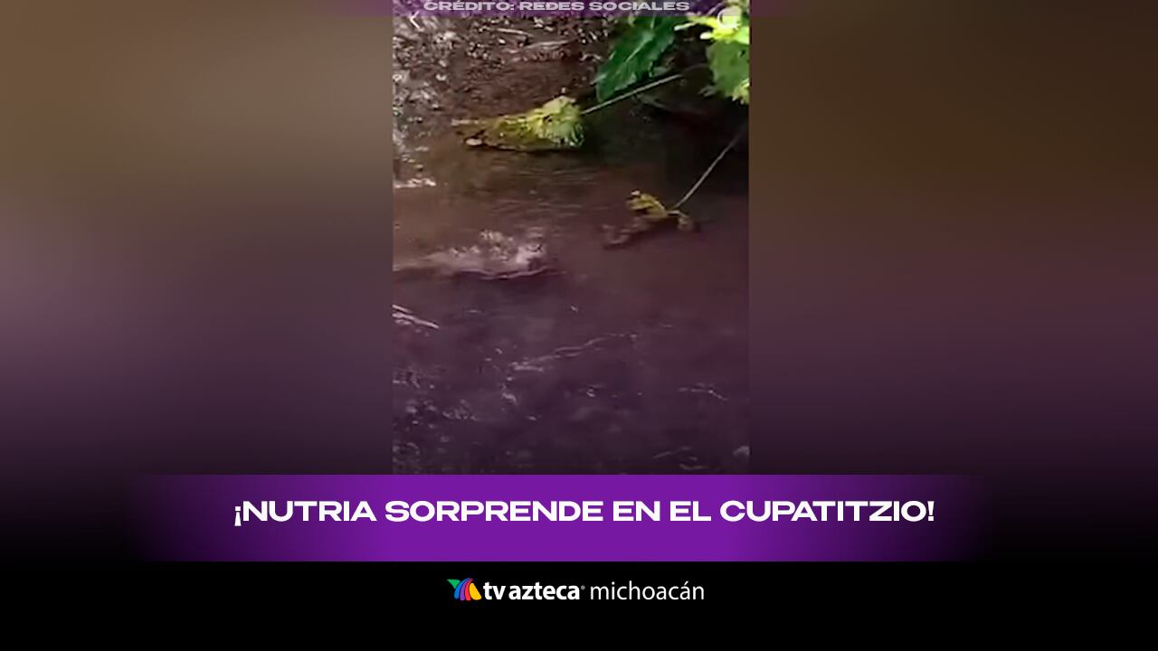 ¡Visita inesperada! Registran una nutria por primera vez dentro del Cupatitzio