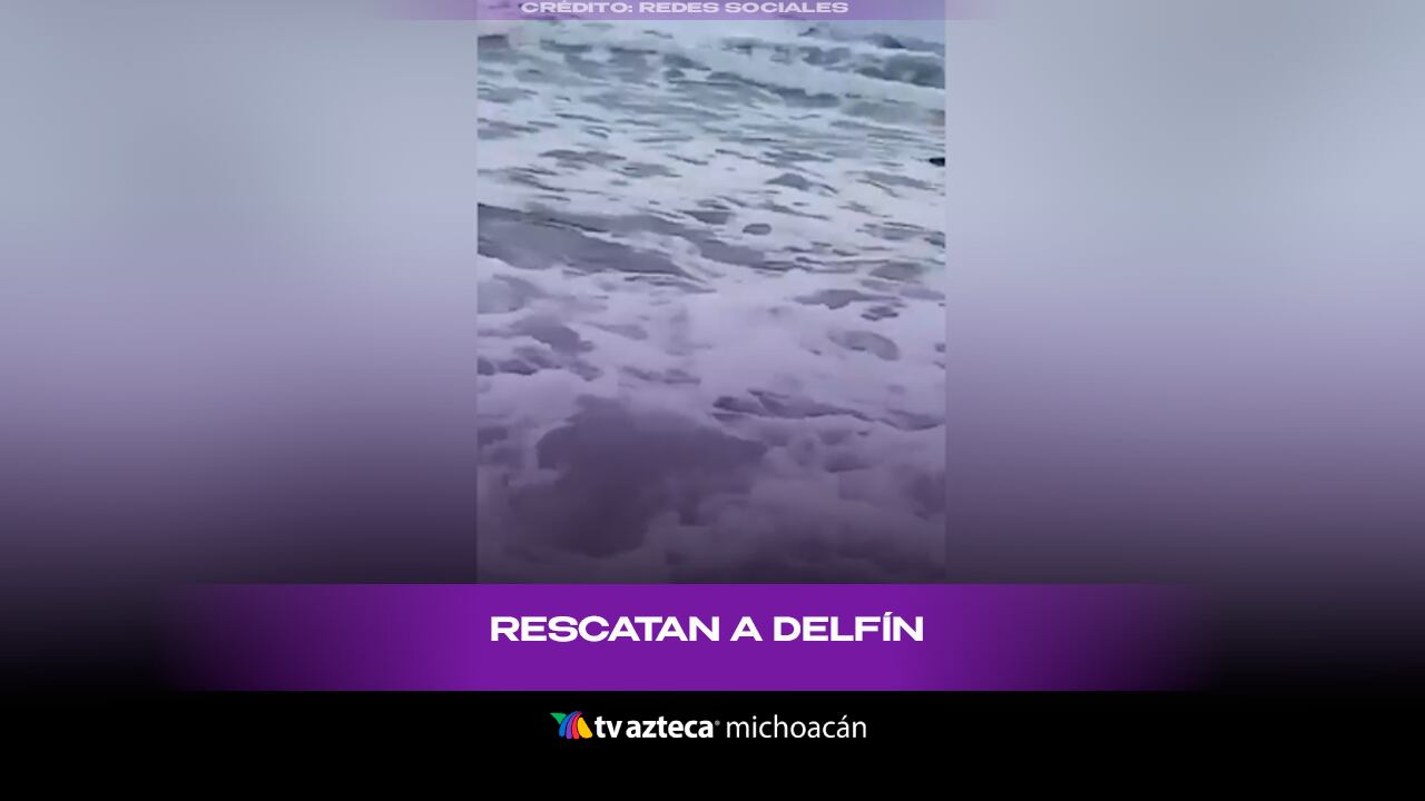 Héroe del mar: Pescador ayuda a un delfín a regresar al océano