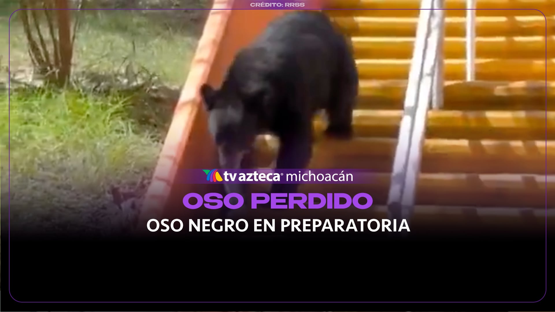 Oso negro sorprende a estudiantes tras ingresar a una preparatoria 