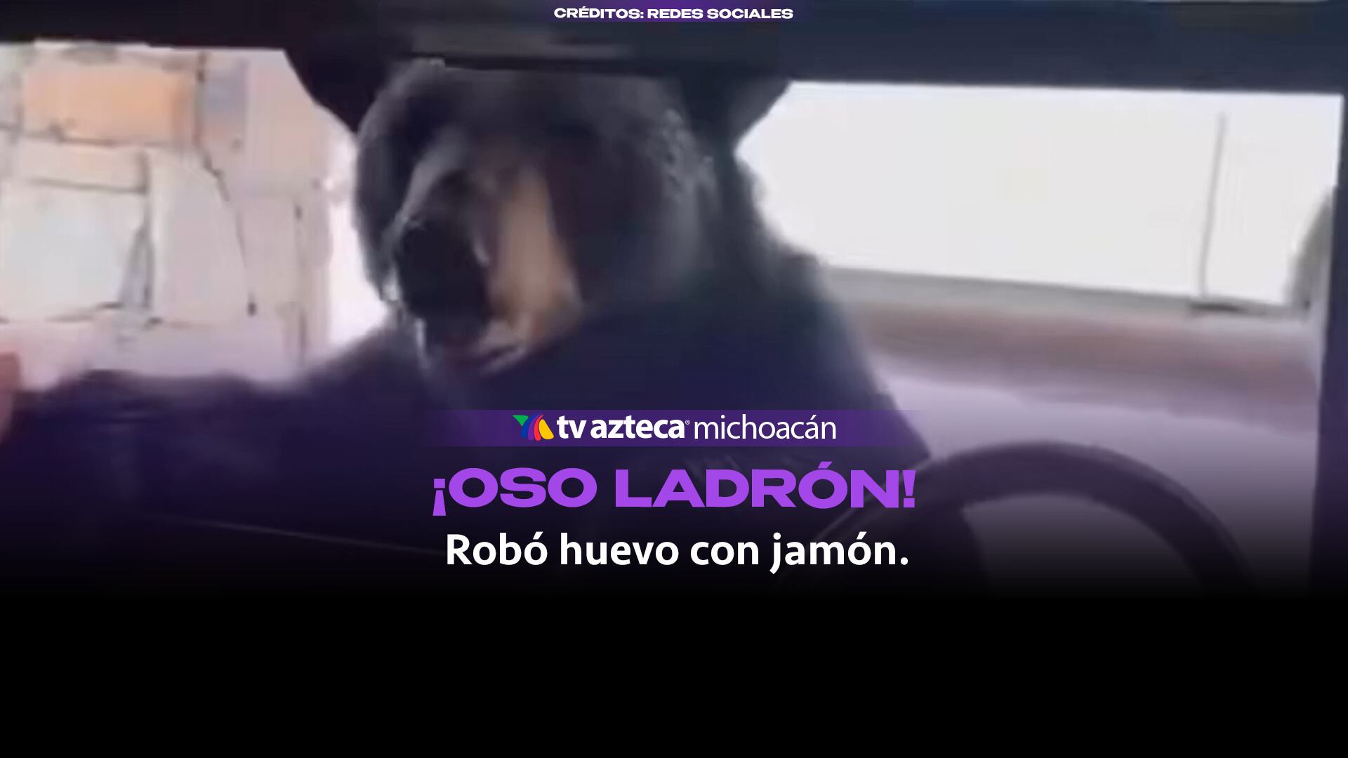 #VIDEO: Oso negro roba huevo con jamón de vivienda en Coahuila.