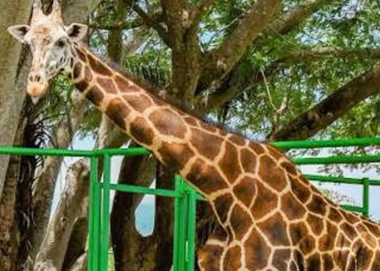Muere jirafa del Zoológico de tras resbalar durante las lluvias