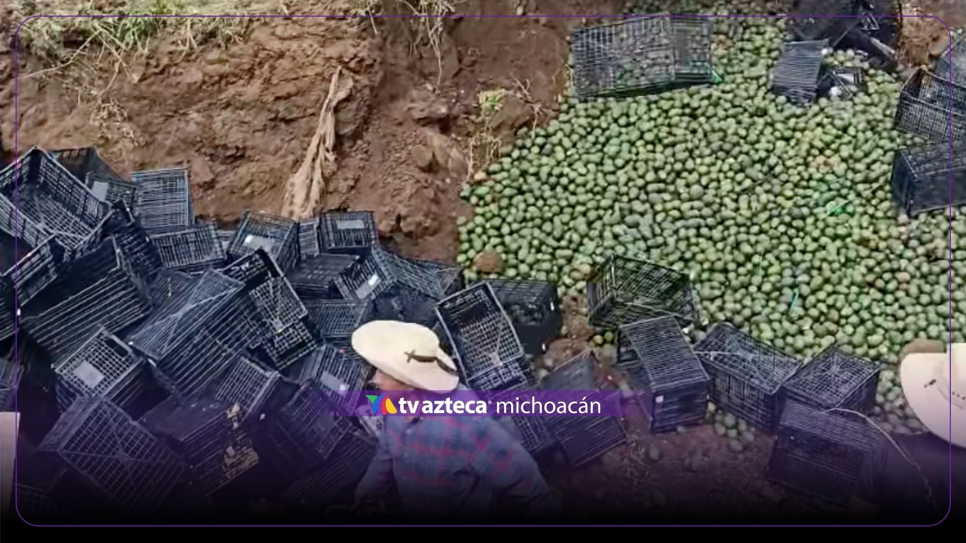 Destruyen 52 toneladas de aguacate por presunta infestación de gusano barrenador 