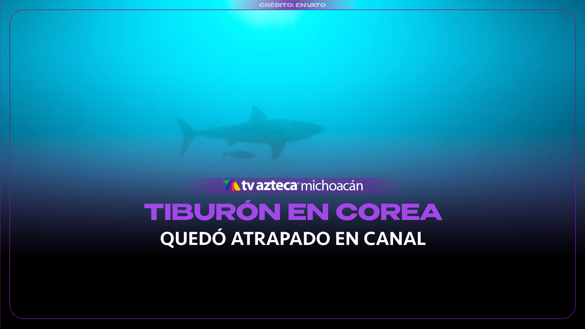#VIDEO: Tiburón de tres metros queda atrapado en canal fluvial.