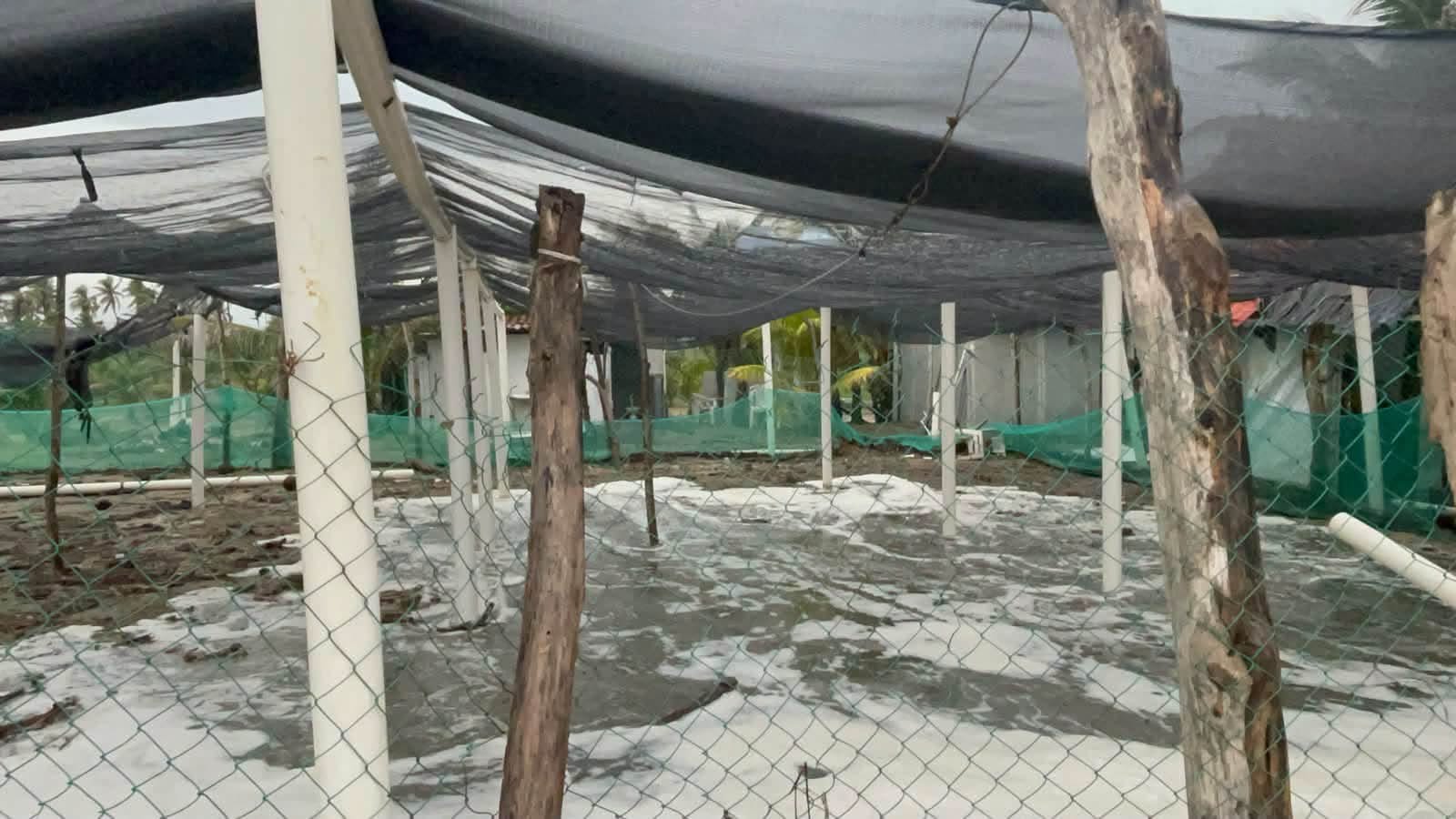 Huracán Polo deja destrozos y provoca pérdida de mil 200 nidos de tortugas en Michoacán