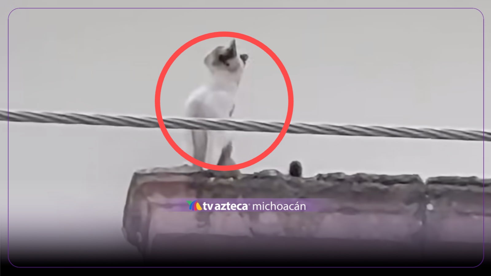 Gatito queda atrapado en un templo de Michoacán
