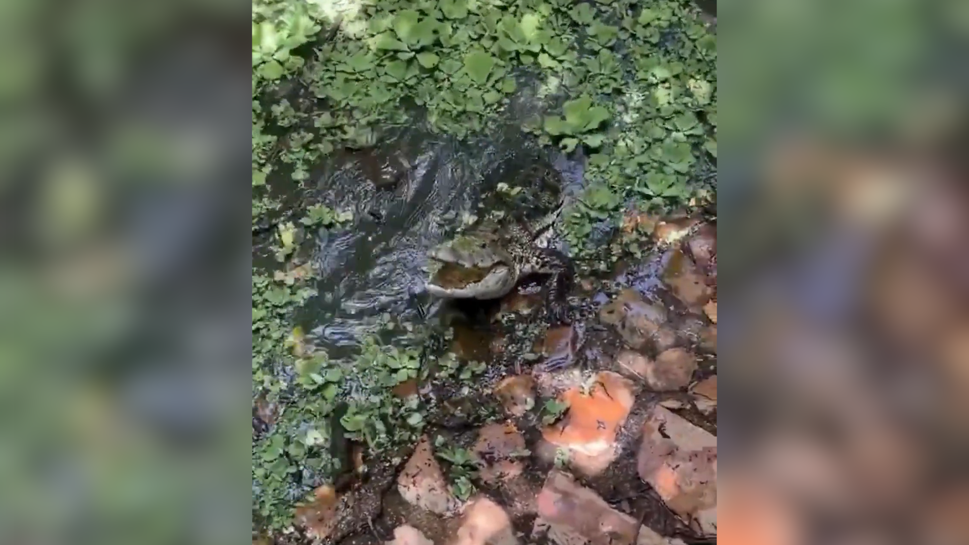 #VIDEO: Visitantes captan a cocodrilo hembra protege a sus crías.