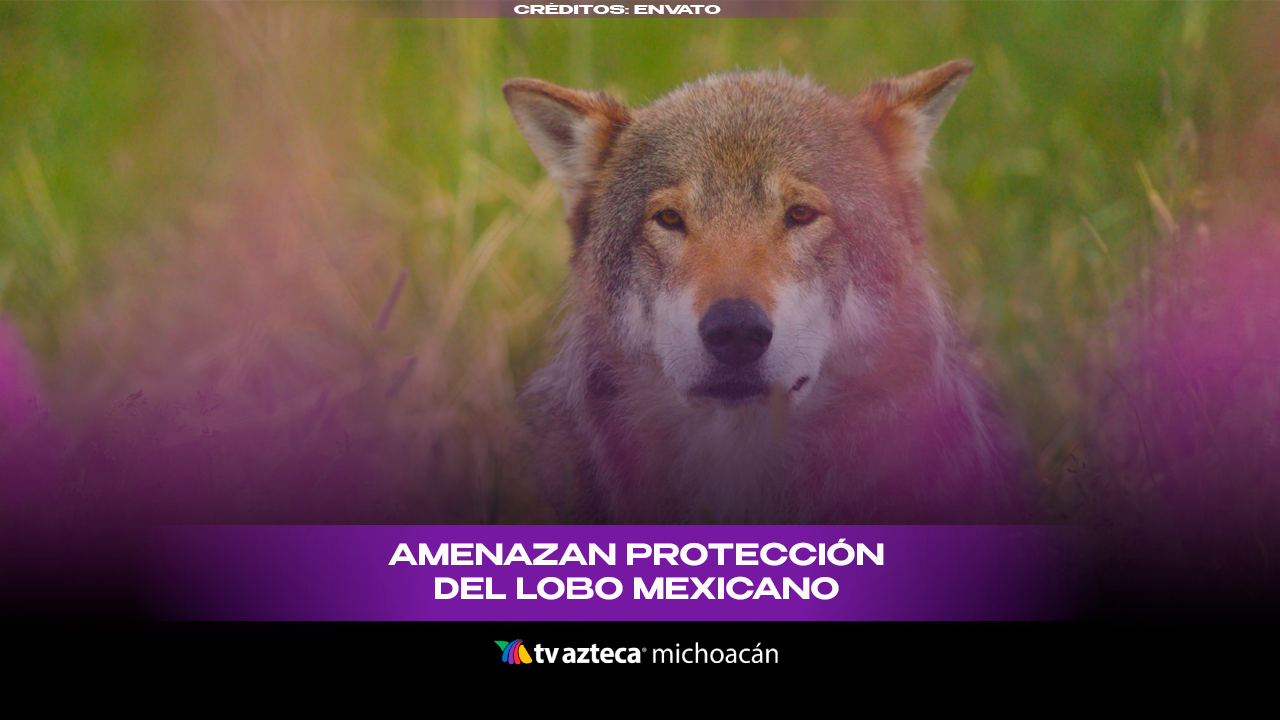 #VIDEO: EE. UU. evalúa retirar protección legal al lobo mexicano.