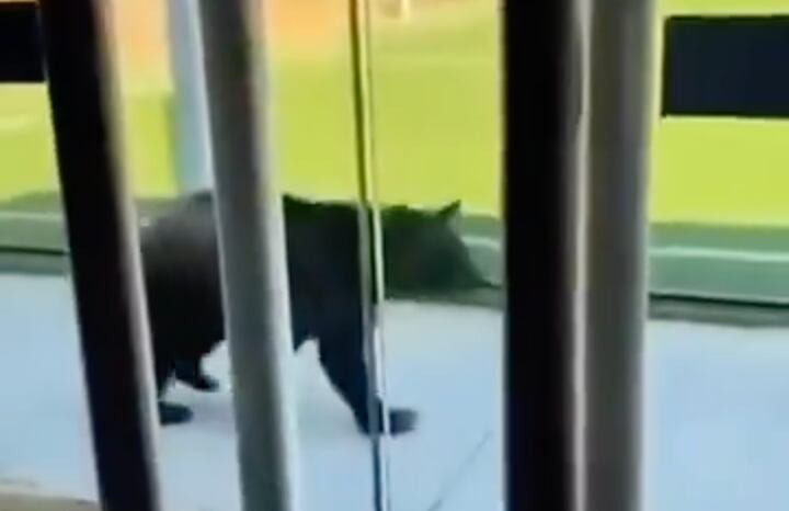 ¡Alumno inesperado! Oso entra a preparatoria y recorre salones en Monterrey