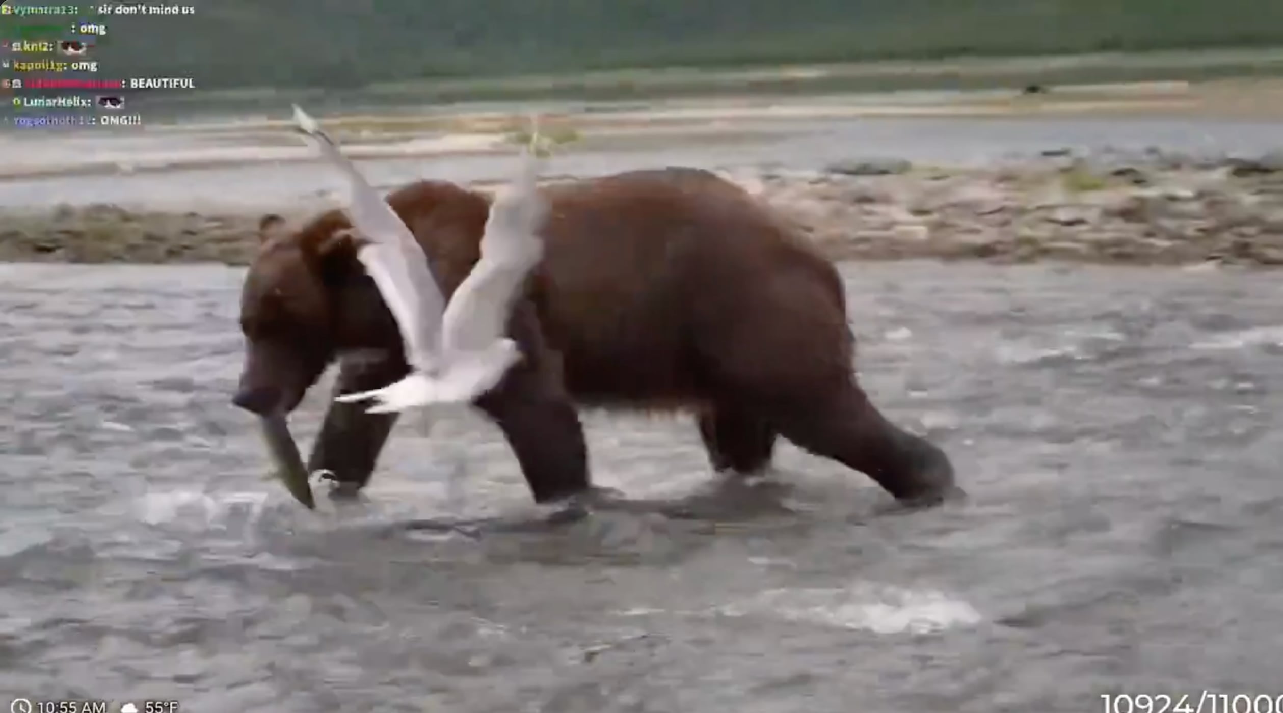 Streamer entra en pánico cuando un oso marrón se acerca durante una transmisión