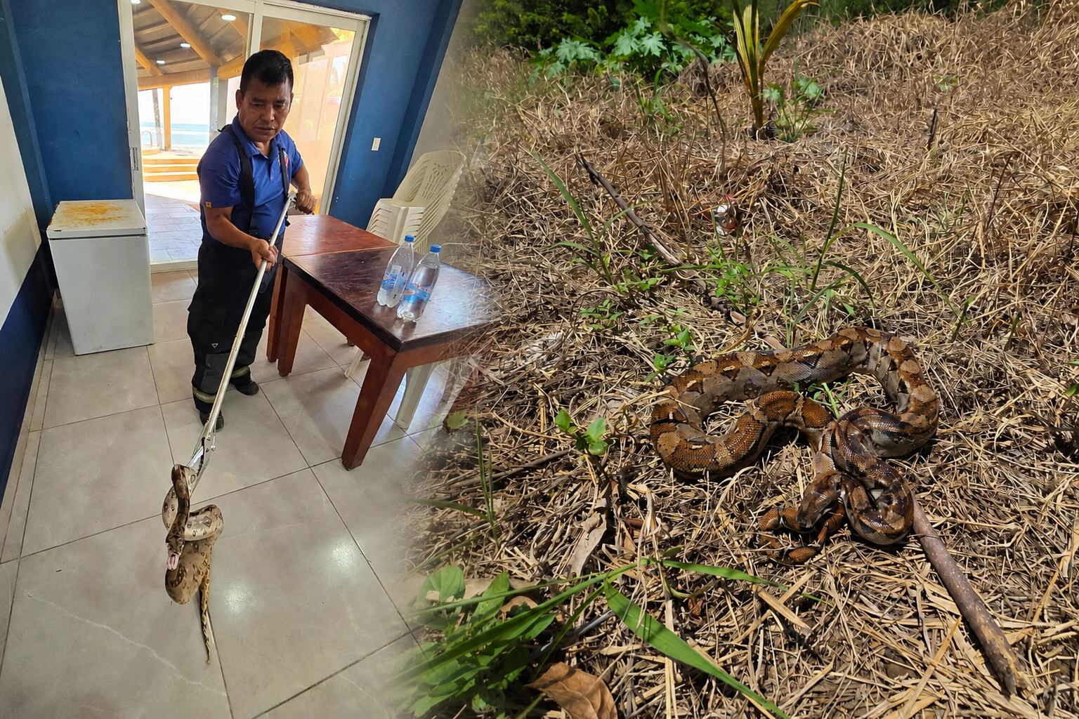 Serpiente dentro de una vivienda en Michoacán; era una boa constrictor de 1.5 metros