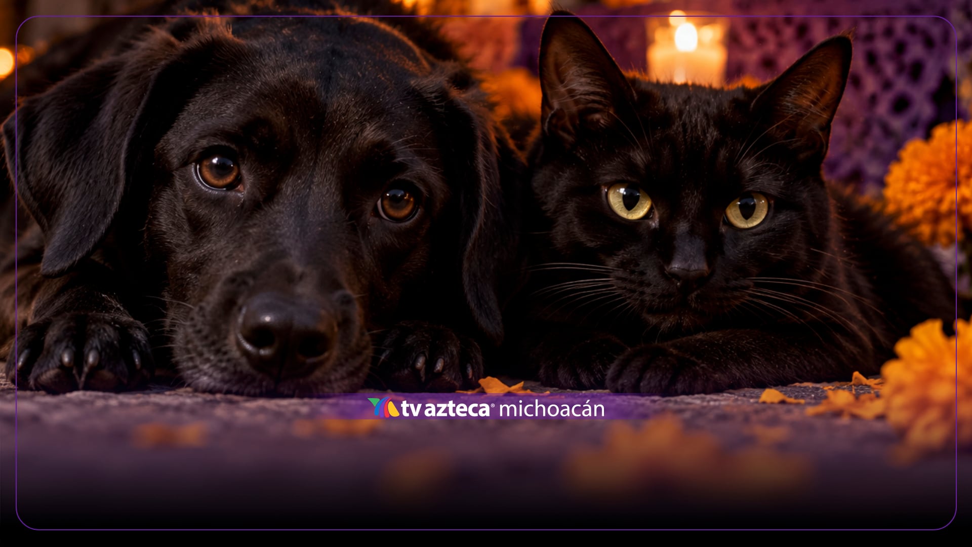 Alertan por riesgo para animales de pelaje negro durante Día de Muertos