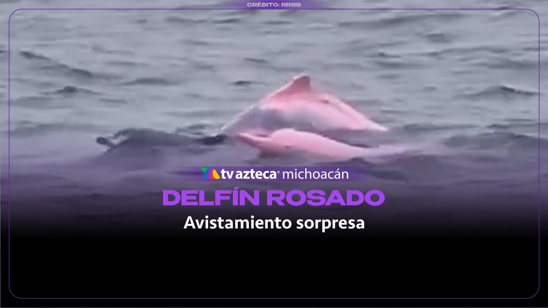 VIDEO: Delfín de tonalidad rosada sorprende a bañistas en la costa